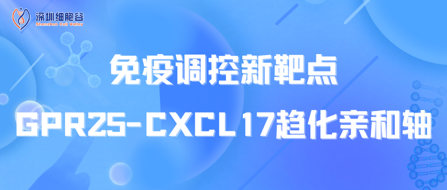 免疫調控新靶點：GPR25-CXCL17趨化親和軸